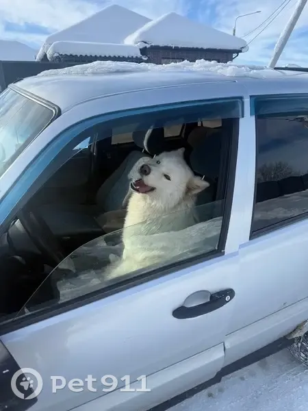 Собака с разными глазами, ул. Пионерская 93 - photo