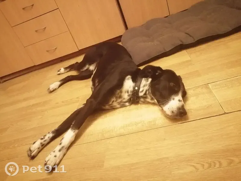 Пропала собака, Ленинский проспект - photo