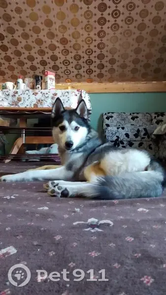 Пропала собака на Советской улице - photo