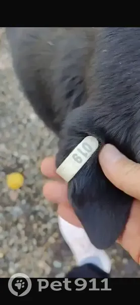 Пропала собака в Сочи, Краснодарский край - photo