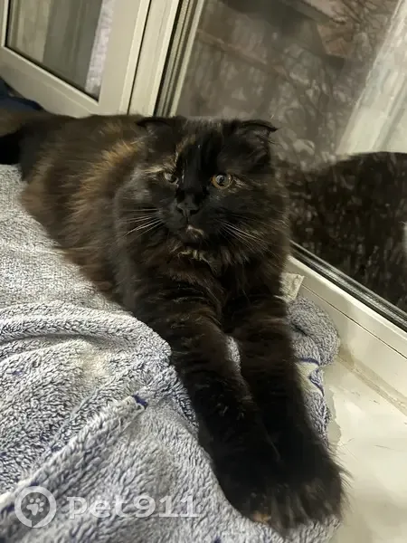 Пропала кошка, Дмитров, МО - photo