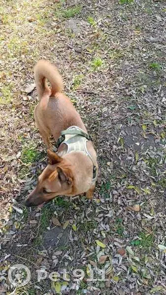 Пропала собака, Набережная Штеймана, Сочи - photo