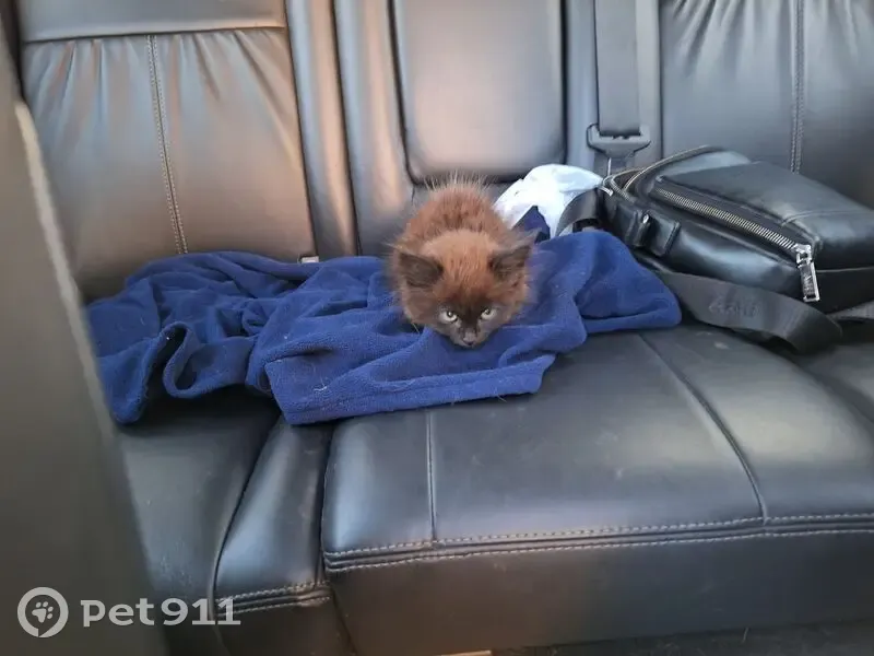 Найдена кошка, Хользунова 10, Москва - photo