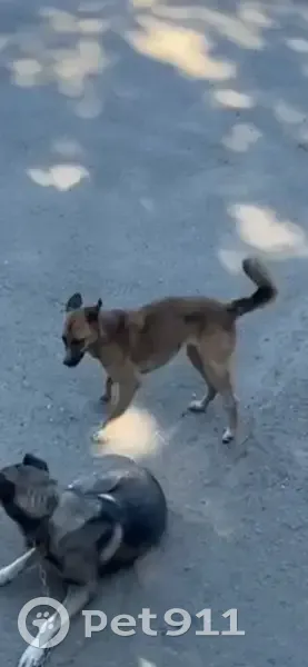 Пропала собака на ул. Цвиллинга, Челябинск - photo