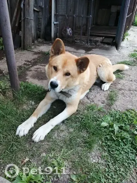 Пропала собака, Деповская 5/1, Бугульма - photo