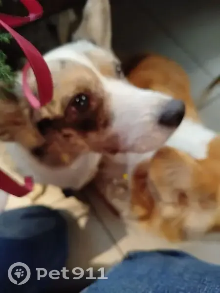 Пропала собака на Архонском шоссе - photo