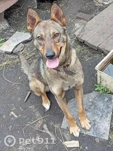 Пропала собака в Сатке, Челябинская обл. - photo