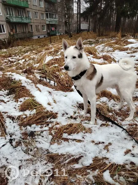 Пропала собака, Мглин, Брянская обл. - photo