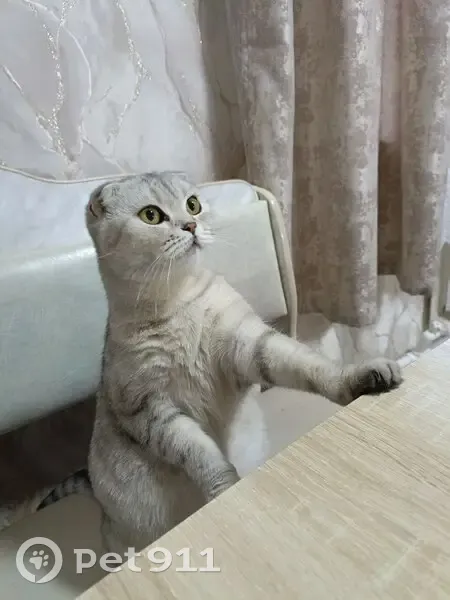 Пропала кошка, ул. С. Юлаева, Курган - photo