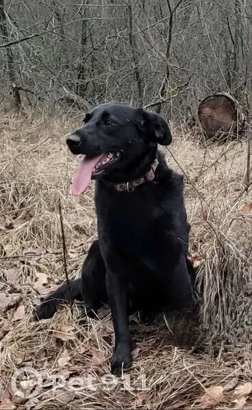 Пропала собака, Фрунзенское с/п, Волгоград - photo