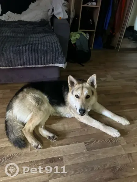 Пропала собака, ул. 40-летия Победы, 40 - photo