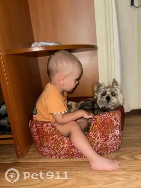 Пропала собака, Кубовая 21, Новосибирск - photo