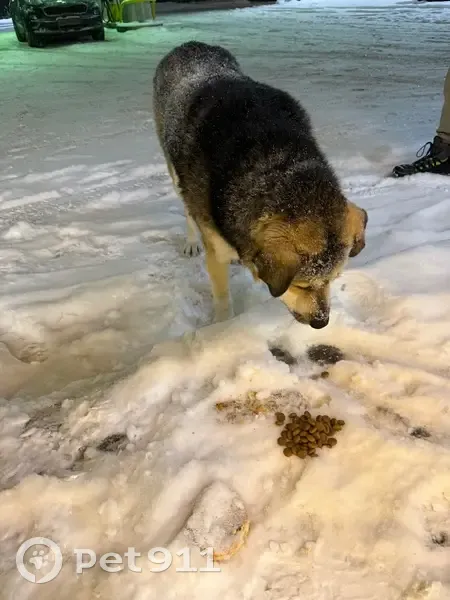 Собака найдена на Лесном проспекте, 79 - photo
