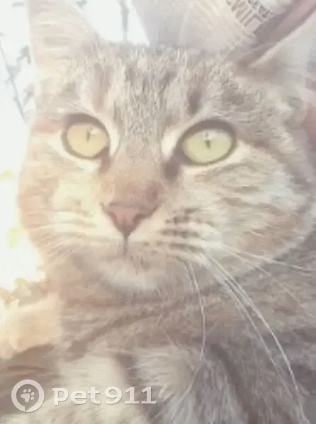 Пропала кошка Муся, ул. Пирогова 100, Ессентуки - photo