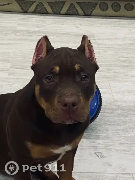 Пропала собака на Ильи Мухачева, 228 - photo