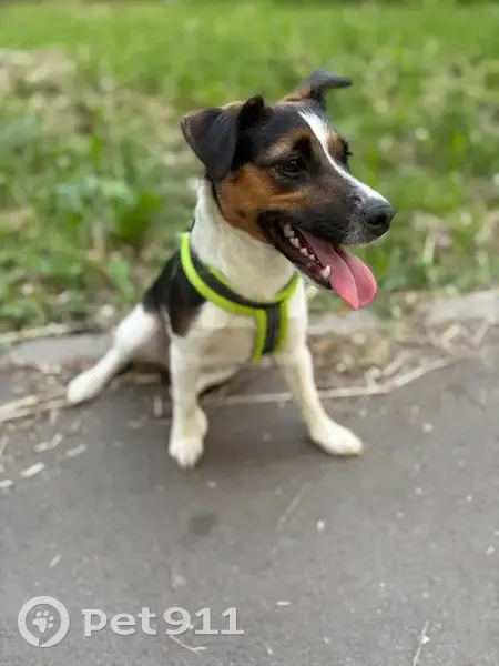 Пропала собака, пр. Ленина, 02 к2, Электросталь - photo