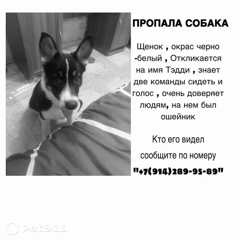 Пропала собака, пр. Карла Маркса, 444 - photo