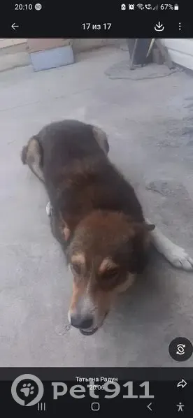 Пропала собака на Виноградной, 6, Краснодар - photo