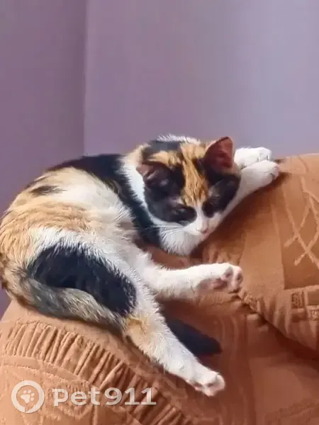 Пропала кошка Бэти, Восточная 7, Н.Тагил - photo