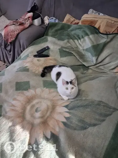 Пропала кошка, Спортивная ул., 17, Миасское - photo