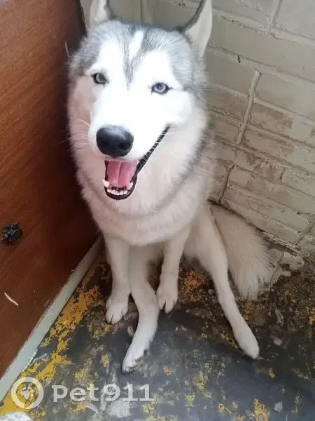 Пропала собака на Южной улице, Паслоково - photo