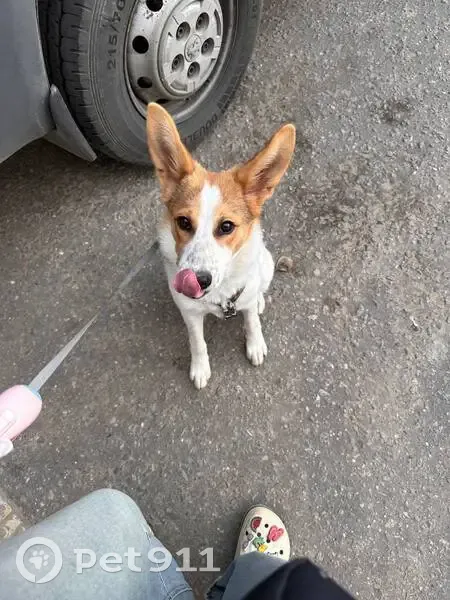 Пропала собака, Высоковольтная 15, Дмитров - photo