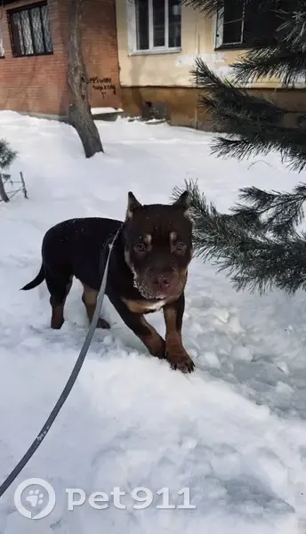 Пропала собака у школы на Мухачева, 226 - photo