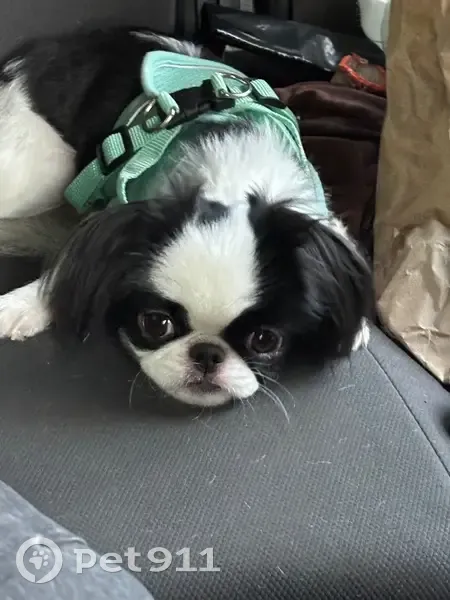 Пропала собака, ул. Емельянова, 88А - photo