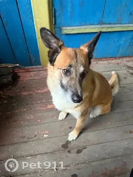 Пропала собака на Октябрьской, Суворов - photo