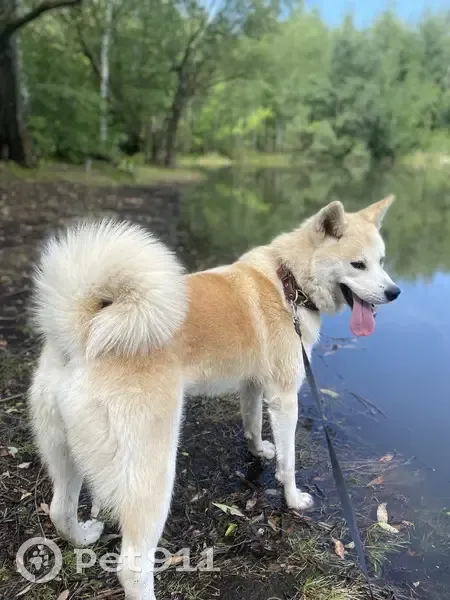 Пропала Акито Ину, Радужная ул. 19, Тамбов - photo