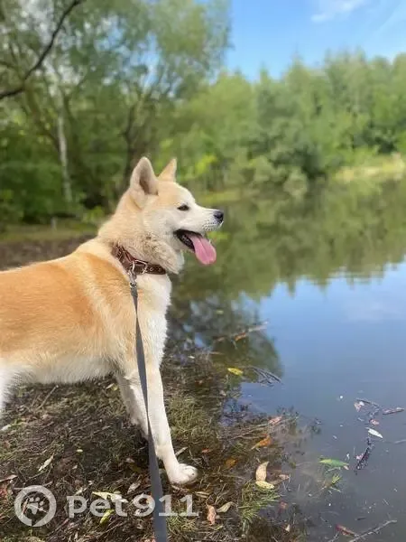 Пропала Акита Ину, Радужная 19, Тамбов - photo