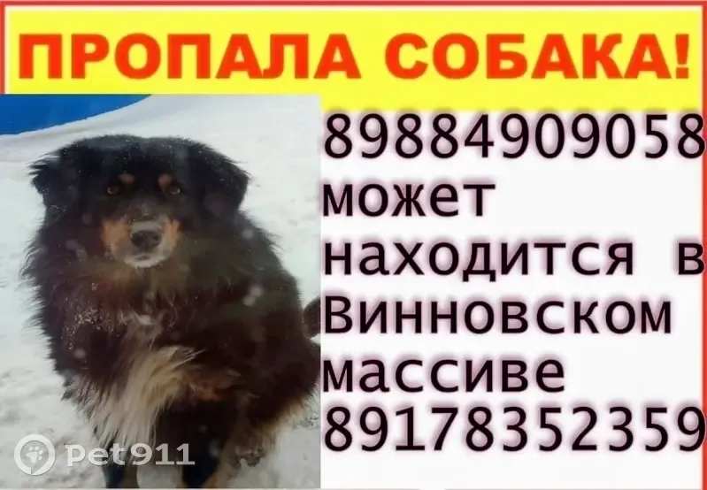 Пропала собака, Чесменская 37, Волгоград - photo