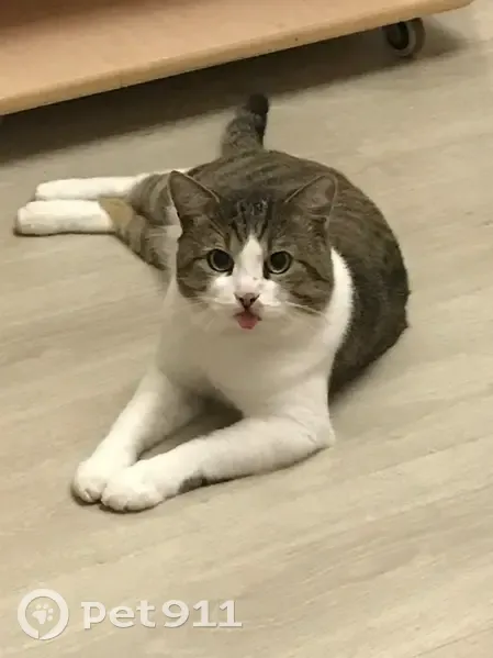 Пропала кошка, Северный пер. 133, Рыбинск - photo