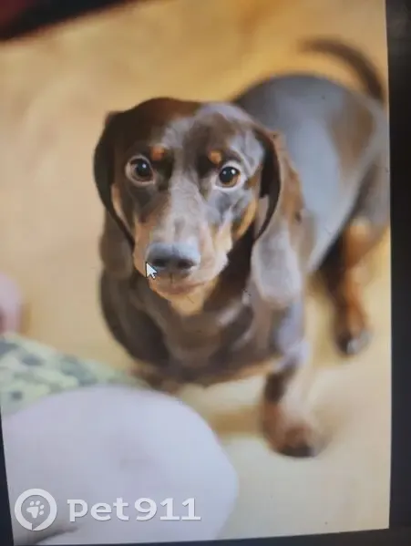 Пропала собака в Новобессергеневке - photo