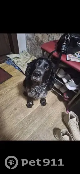 Пропала собака, Автозаводский пр., 47/20 - photo