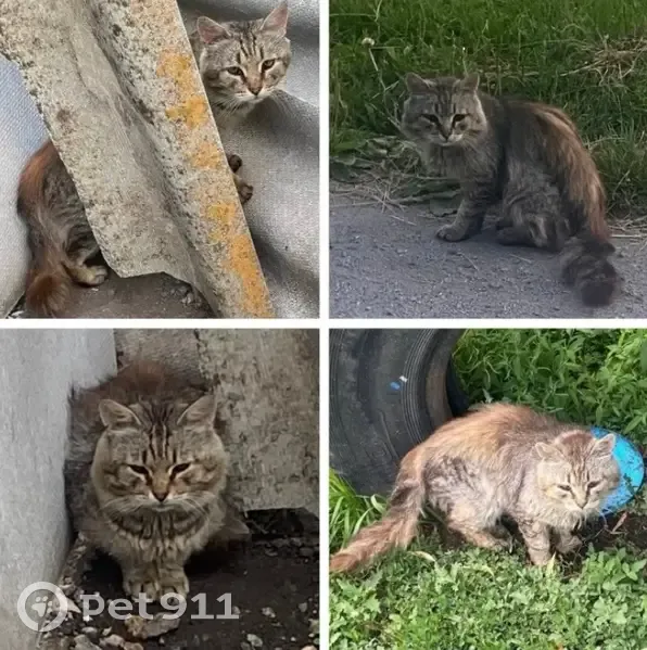 Пропала кошка, Воронеж, Березовское-2 - photo