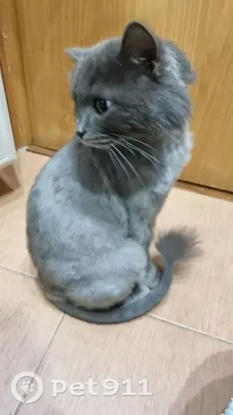 Пропала кошка, Уфа, Наб. реки Уфы, 63 - photo