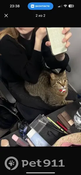 Пропала кошка, ул. Болгарстроя 5, Чебоксары - photo