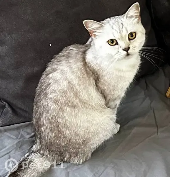 Пропала кошка, ул. Пчеловодов 9, Красная Поляна - photo