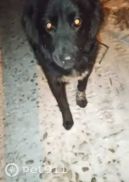 Найдена собака, ул. Куликова, Астрахань - photo