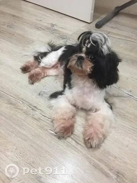 Пропала собака, Лиманная ул. 39, Песчаный - photo