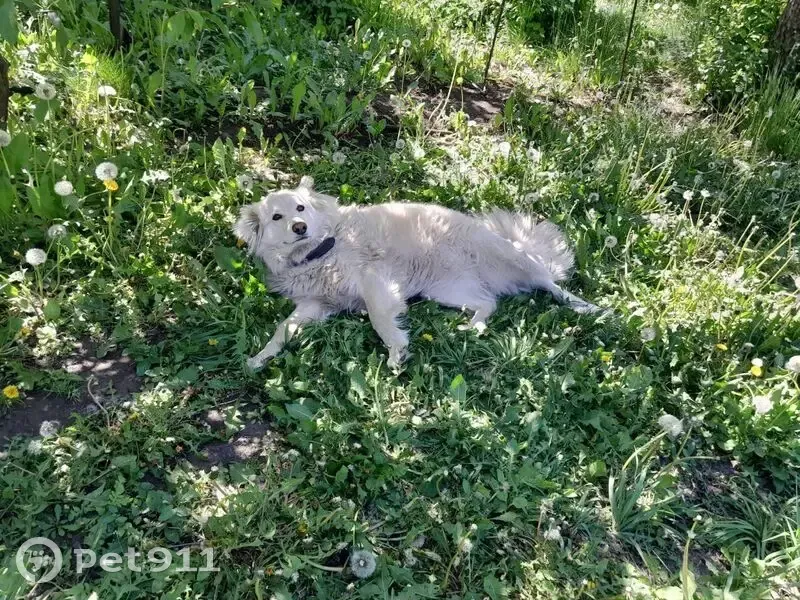 Пропала собака на ул. Чернышевского, Мичуринск - photo