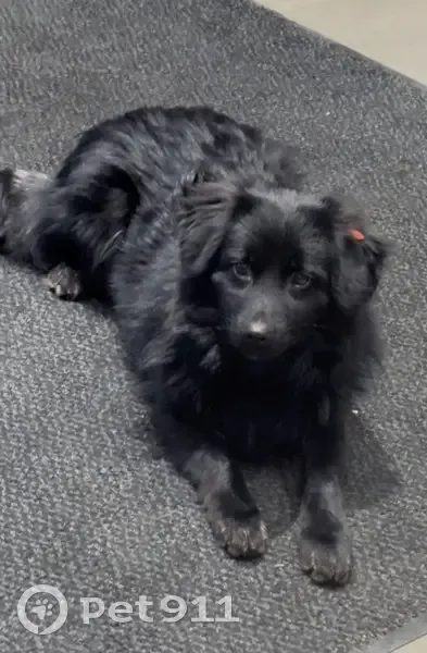 Пропала собака, ул. Достоевского, 87 - photo