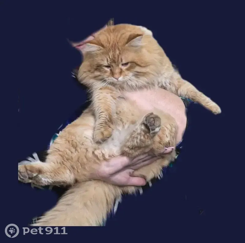 Пропала рыжая кошка, Новошахтинск - photo