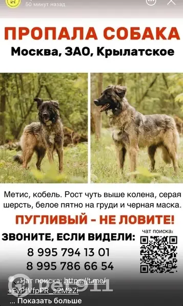 Пропала собака, Крылатские Холмы, 31 - photo