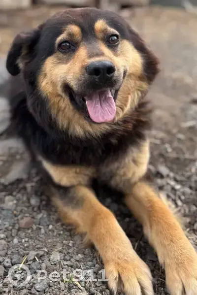Пропала собака Дик, Весёлая ул., Оренбург - photo