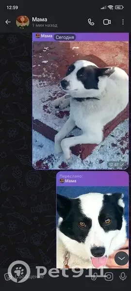 Пропала собака, Малая Локня, Курская обл. - photo