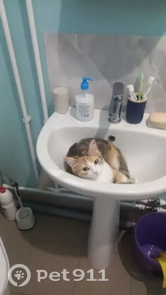 Пропала кошка, Октябрьский взвоз, Томск - photo