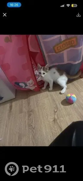 Пропала кошка, ул. Писемского, 89, Волгоград - photo