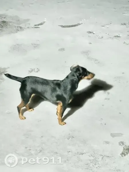 Пропала собака, Клушино 66Н-0314 - photo